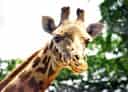 動物図鑑、マサイキリン